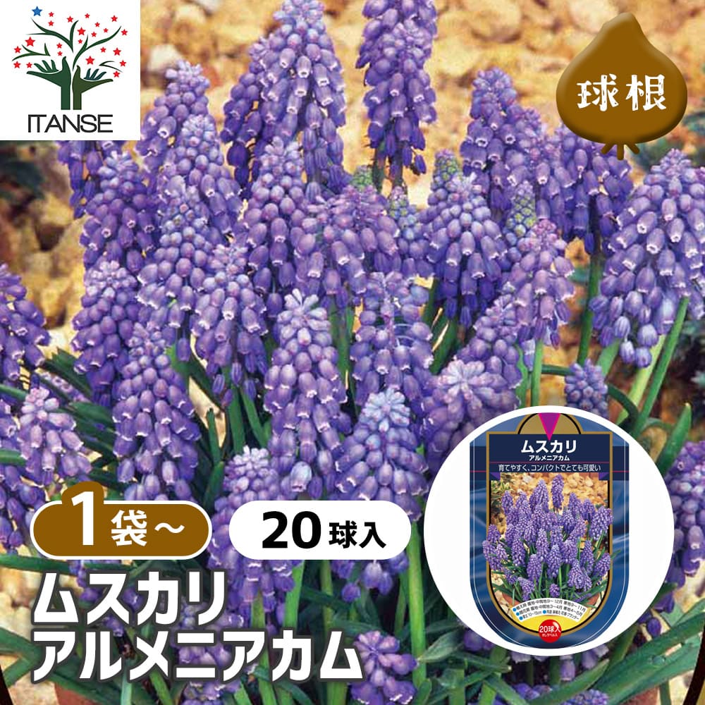 ムスカリ アルメニアカム 【花球根 20球】｜ 【植物のITANSE