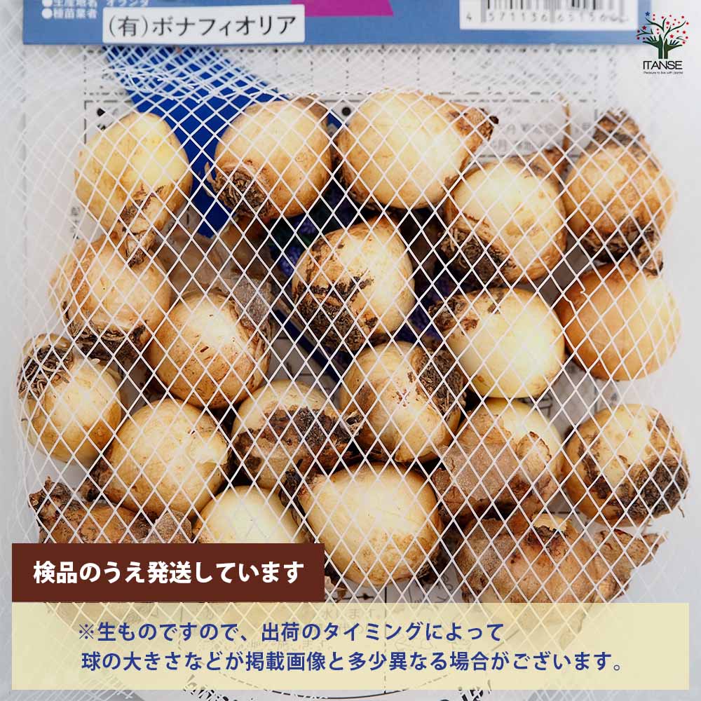 ムスカリ アルメニアカム 【花球根 20球】｜ 【植物のITANSE