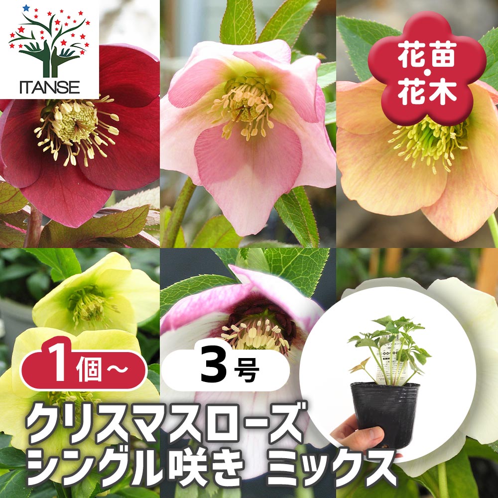 ☆sunshine様6点ご購入苗クリスマスローズ Amazon.co.jp: クリスマスローズ 