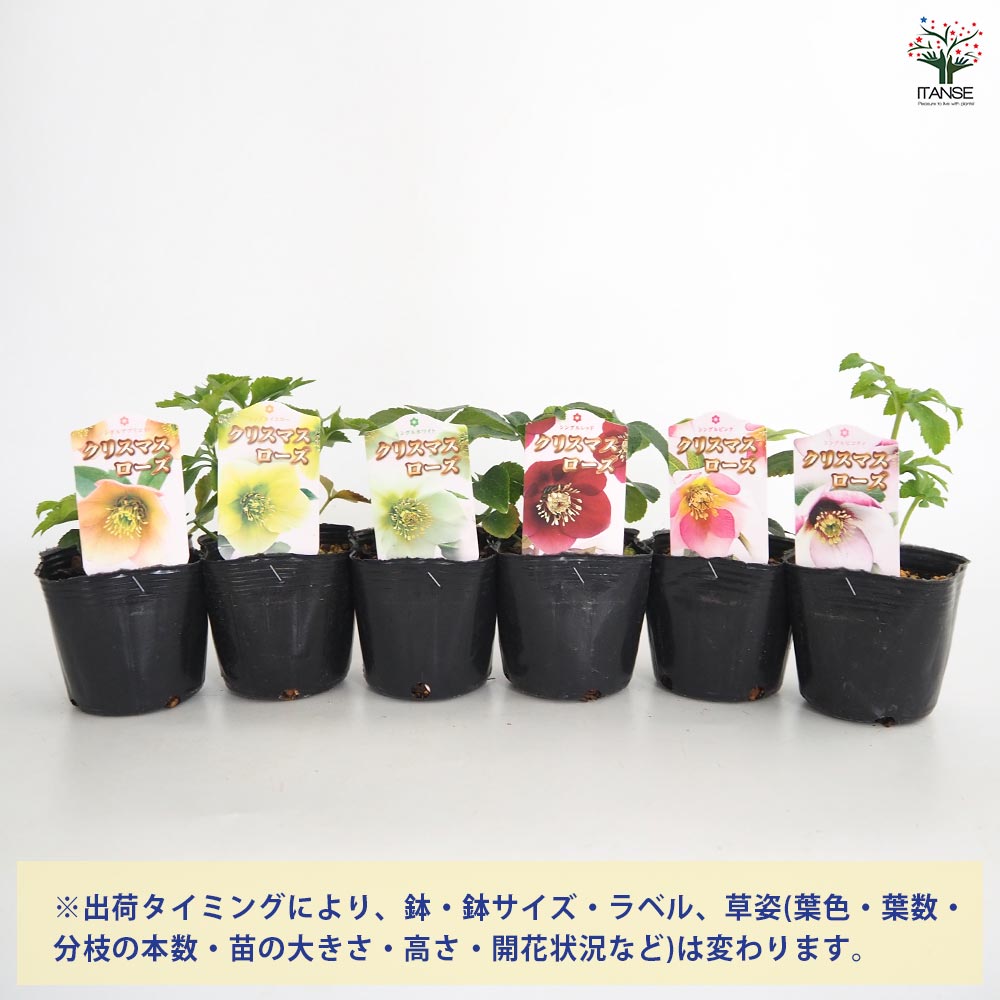クリスマスローズ シングル咲きMIX2個～ 【花苗 3号】｜ 【植物の