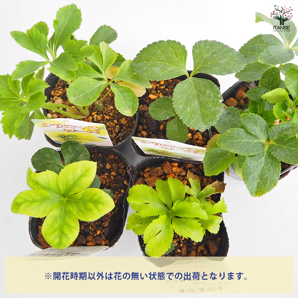 クリスマスローズ シングル咲きMIX2個～ 【花苗 3号】｜ 【植物