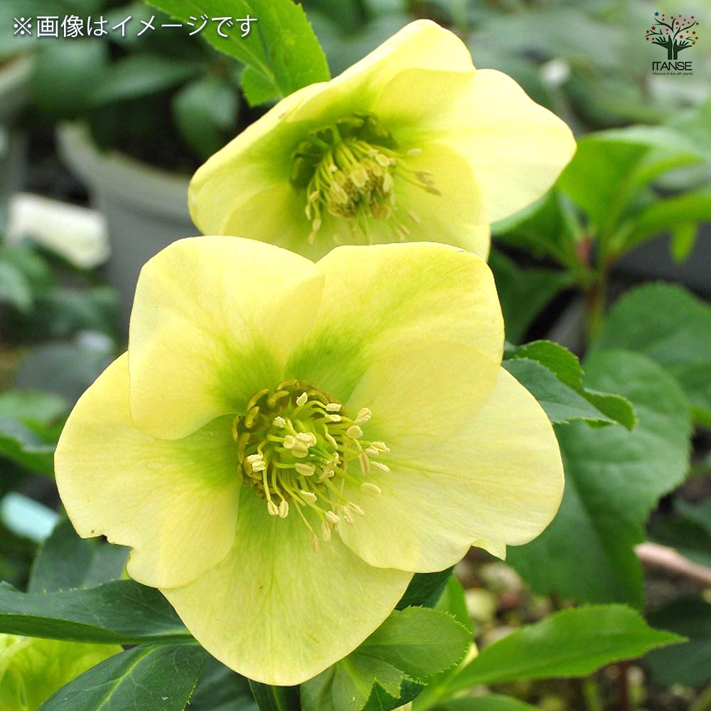 ✱RIKO✱　クリスマスローズ imgrc0111032841.jpg