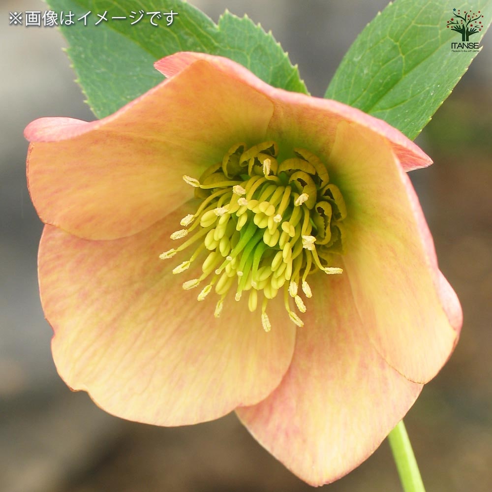 クリスマスローズ　シングル開花株1苗 ちび苗2苗 クリスマスローズ シングル（一重） 苗 販売 ＞ クリスマス