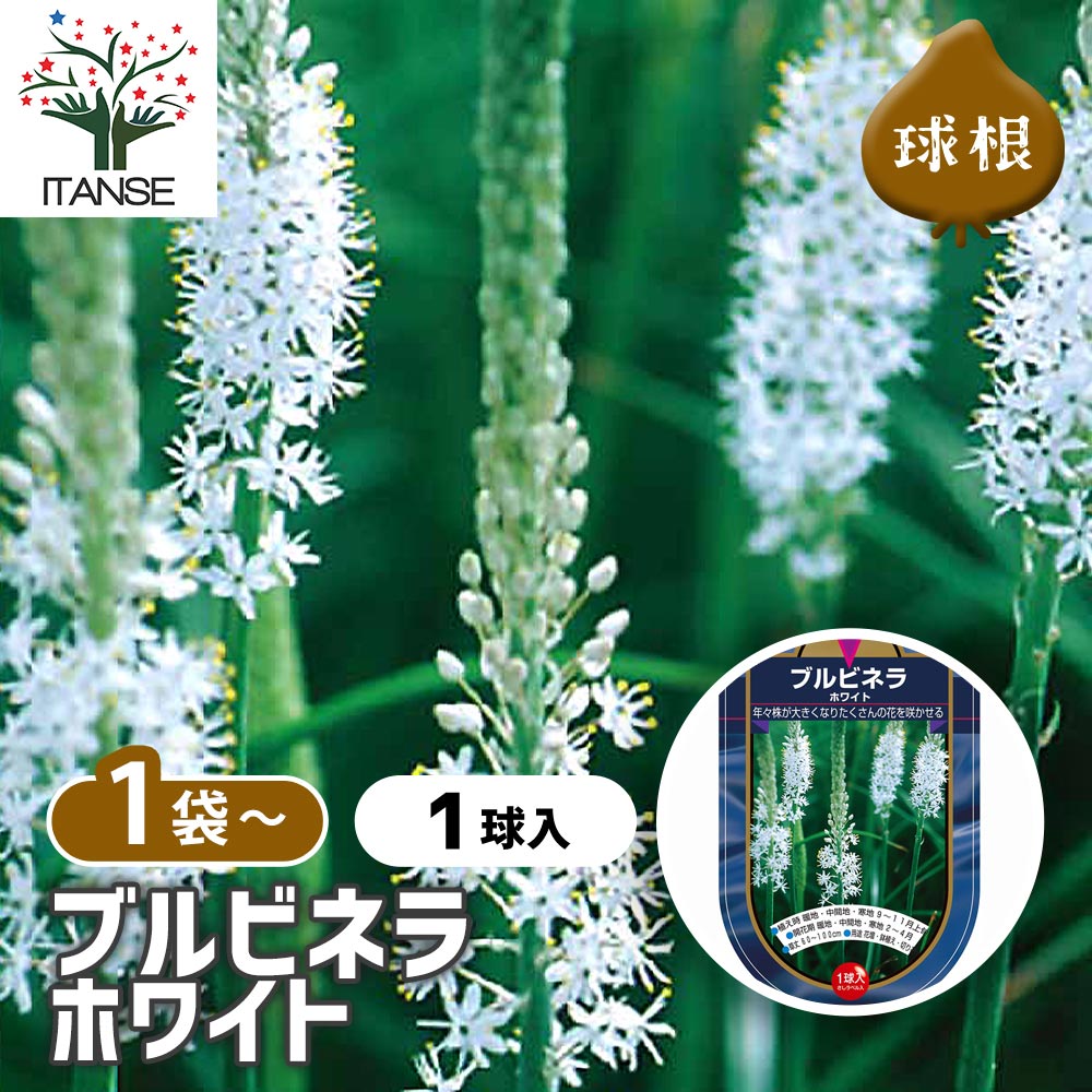 ブルビネラ ホワイト