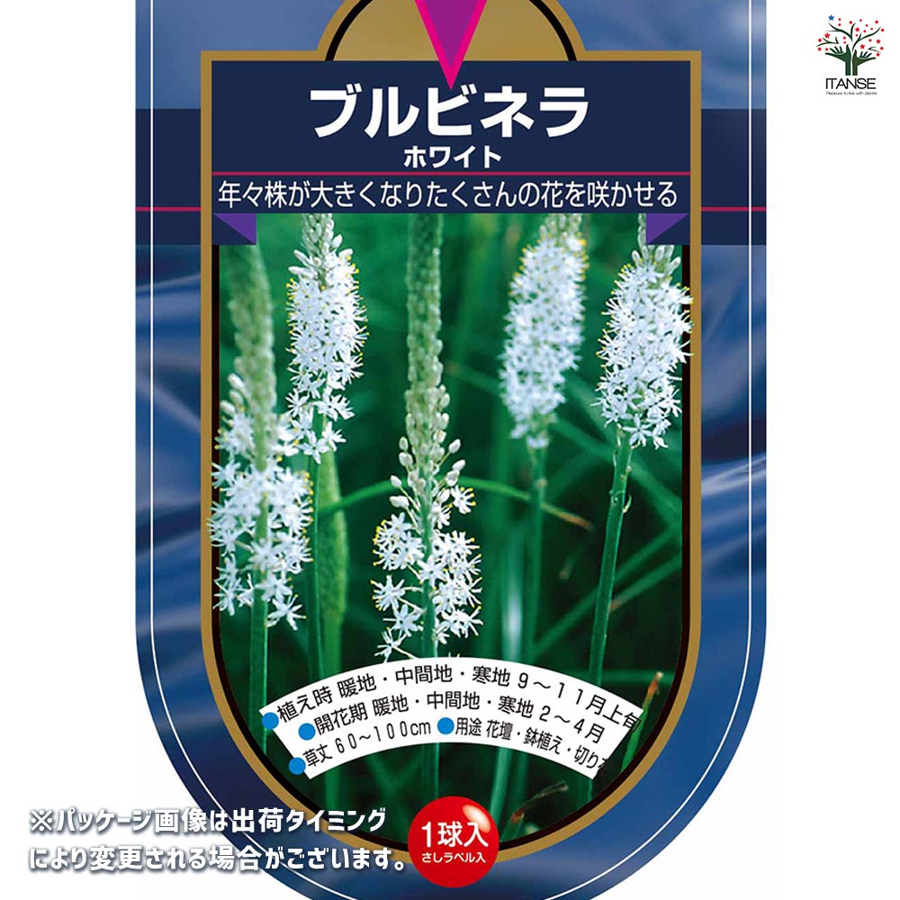 花球根 ブルビネラ ホワイト 【花球根 1球】