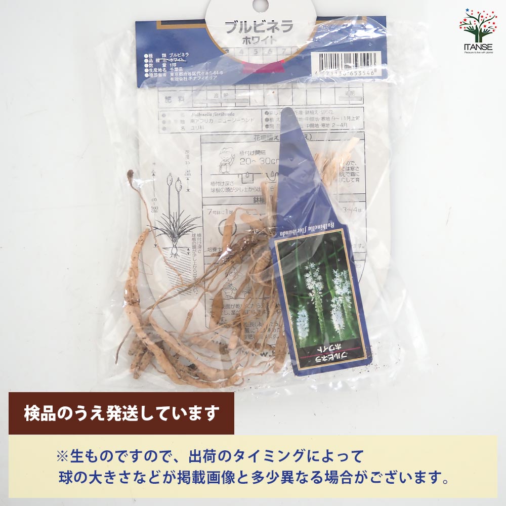 花球根 ブルビネラ ホワイト 【花球根 1球】