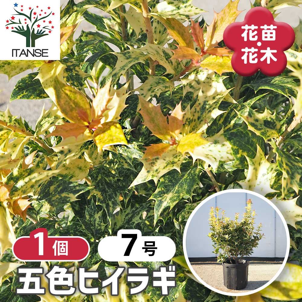 五色ヒイラギ 【花木苗 7号／1個売り】｜ 【植物のITANSE】全品