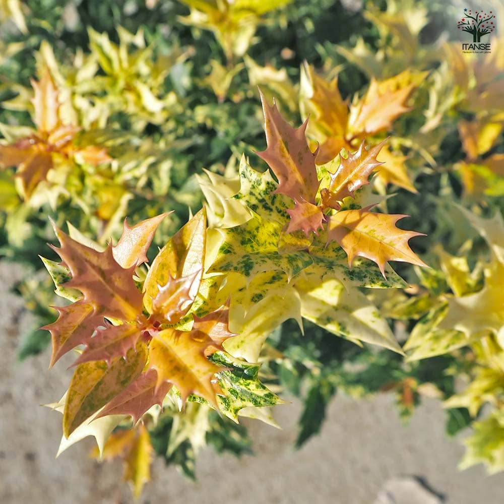 五色ヒイラギ 【花木苗 7号／1個売り】｜ 【植物のITANSE】全品