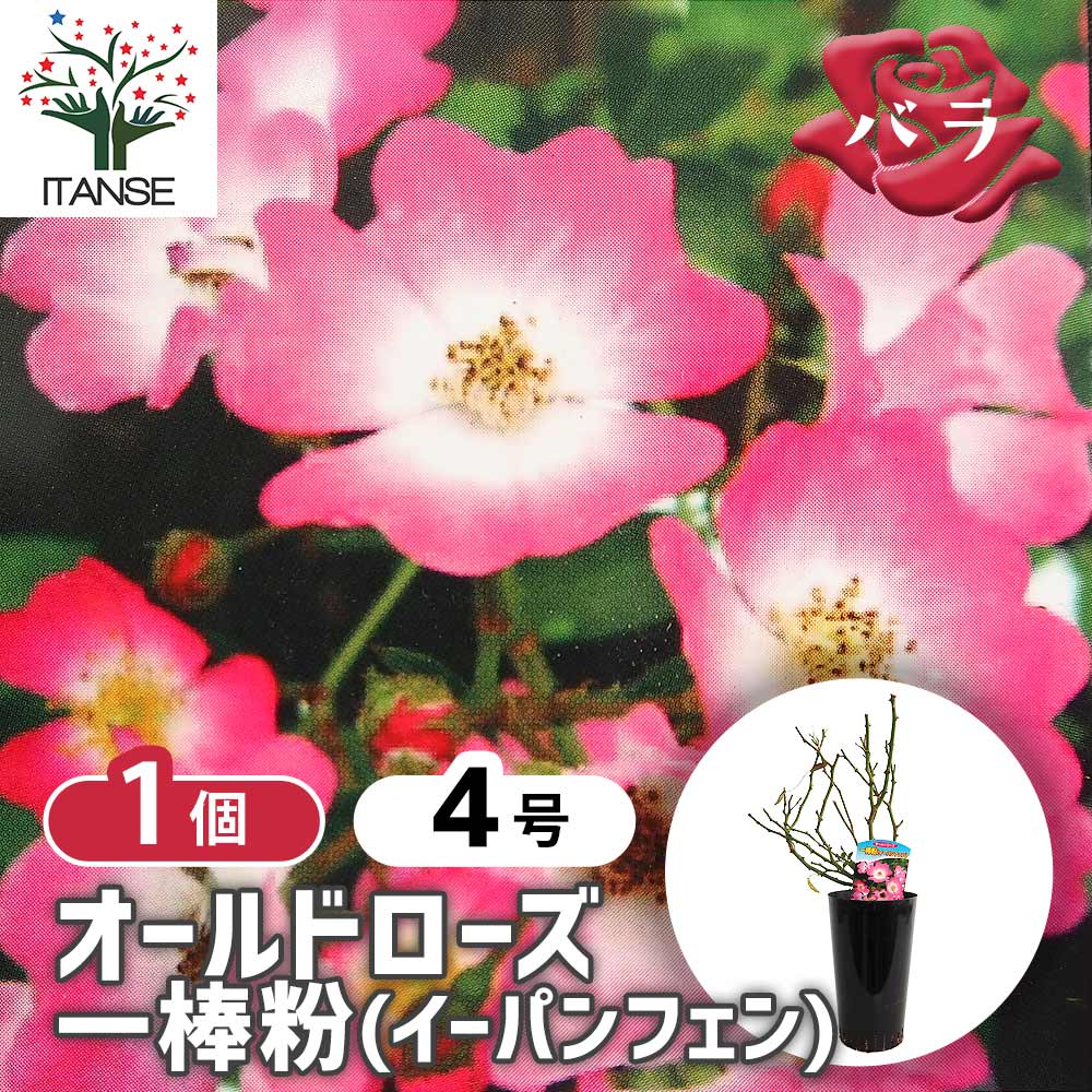 薔薇 一棒粉(イーパンフェン) 接木苗【花苗 4号／1個売り】｜ 【植物の