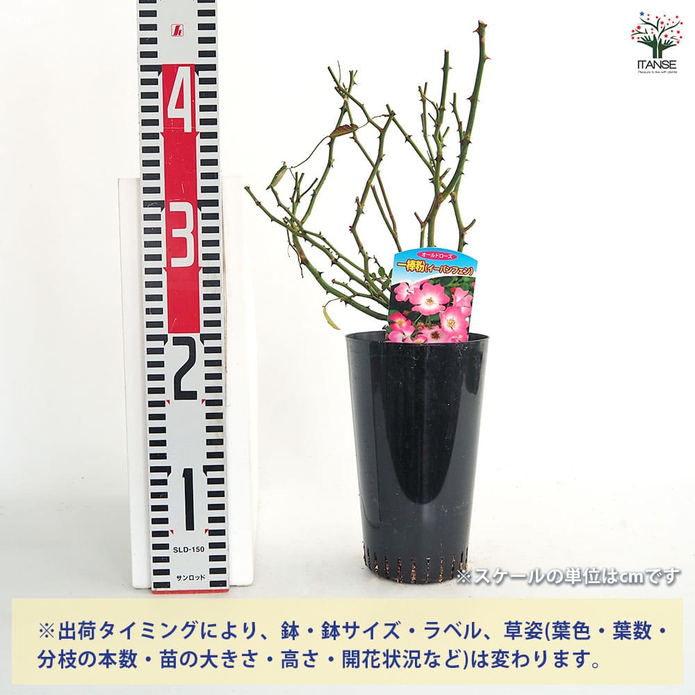 薔薇 一棒粉(イーパンフェン) 接木苗【花苗 4号／1個売り】｜ 【植物の