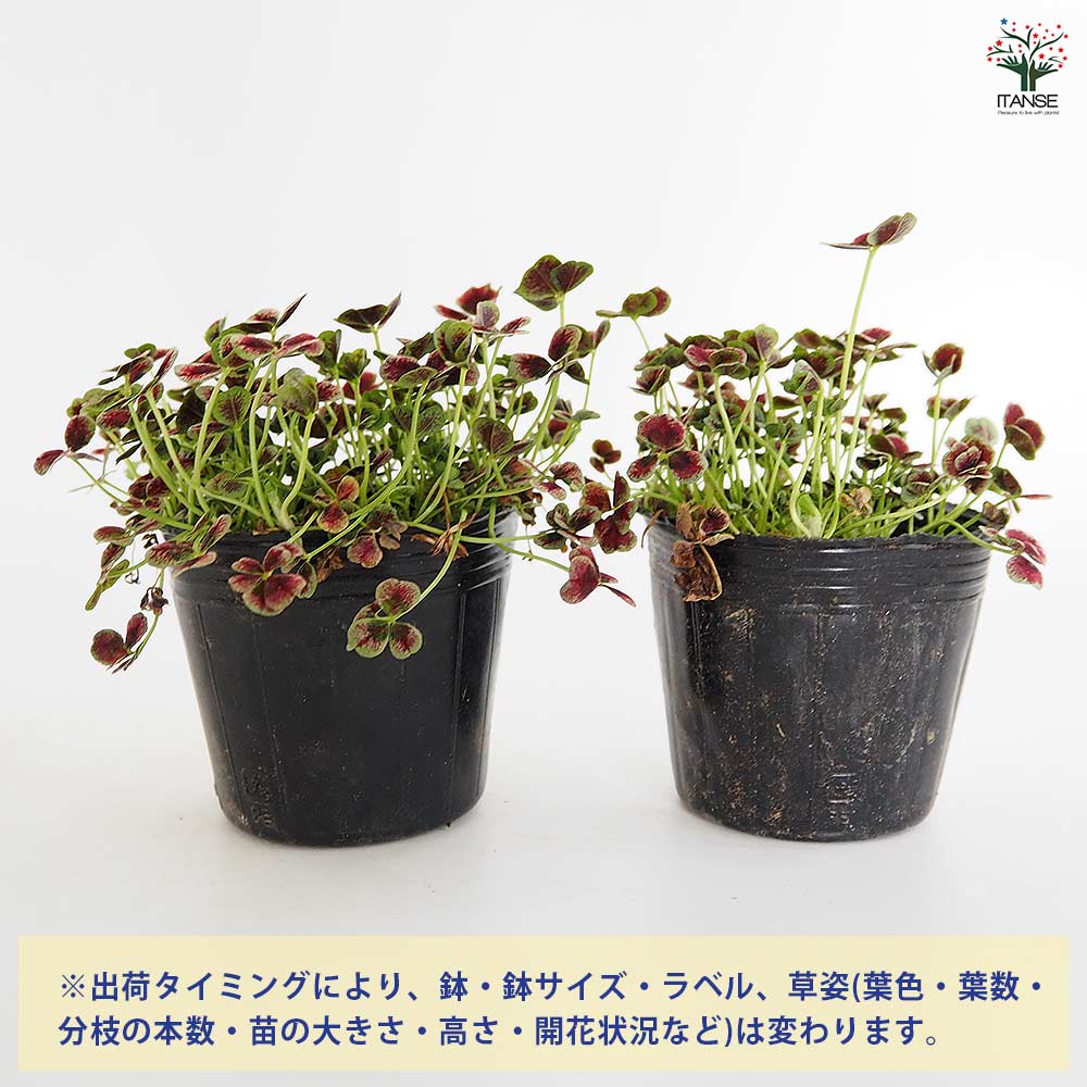 天使のクローバー マジカル 【花苗 3号】｜ 【植物のITANSE
