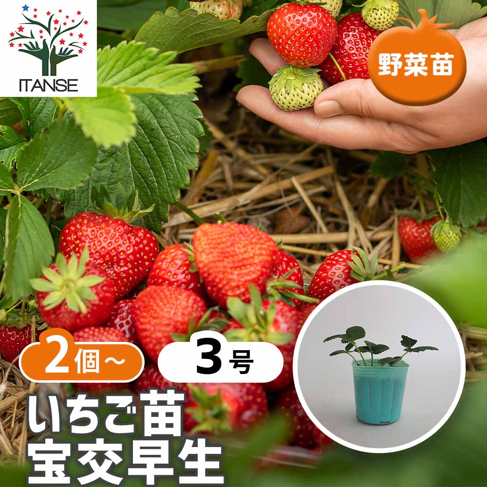 いちごの苗 宝交早生2個～ 【野菜の苗 3号】｜ 【植物のITANSE