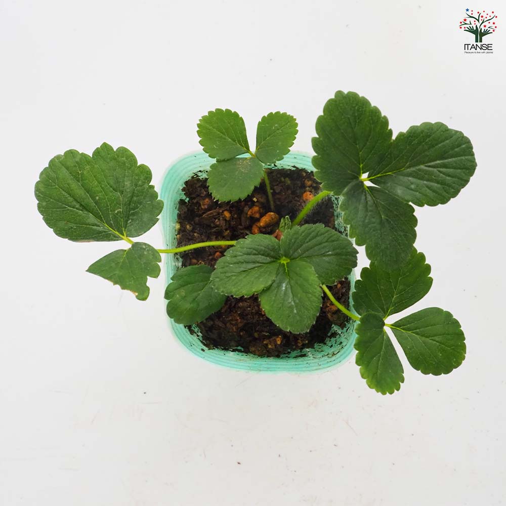 いちごの苗 宝交早生2個～ 【野菜の苗 3号】｜ 【植物のITANSE