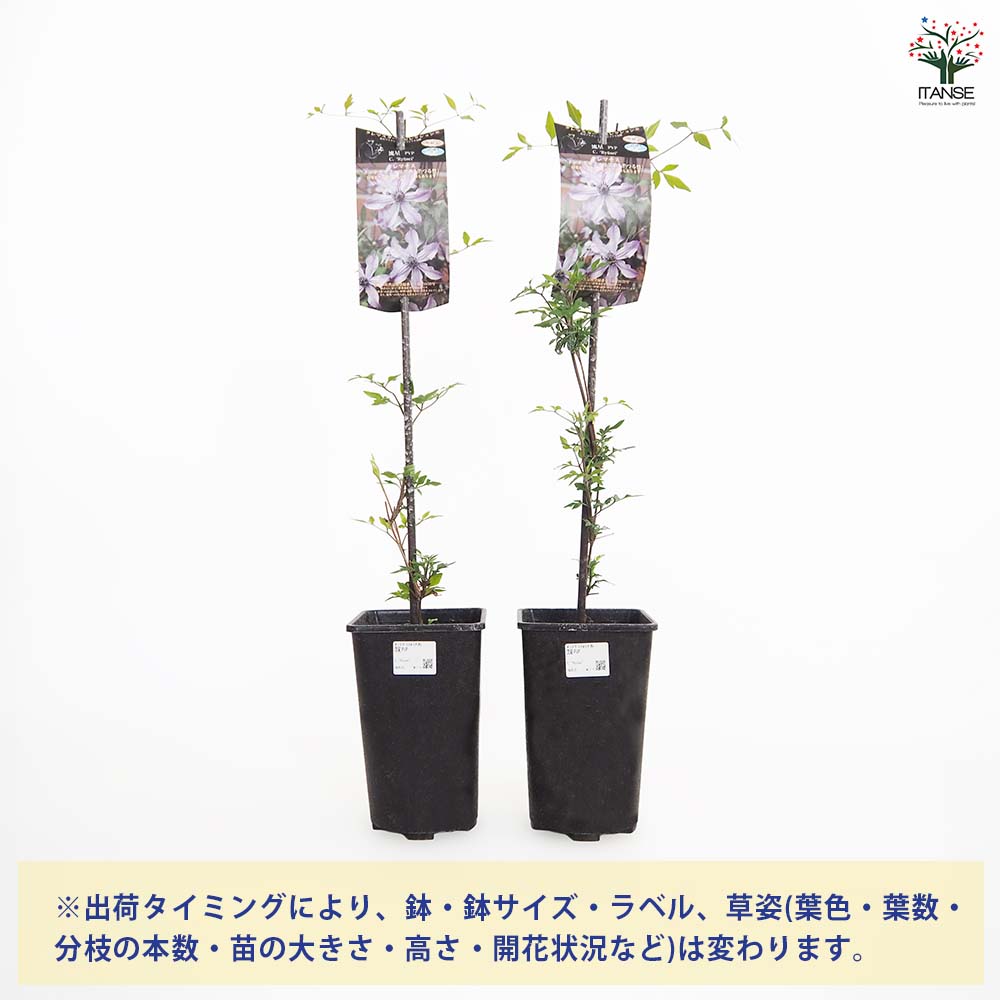 クレマチス 流星 【花苗 4号／1個売り】｜ 【植物のITANSE】全品