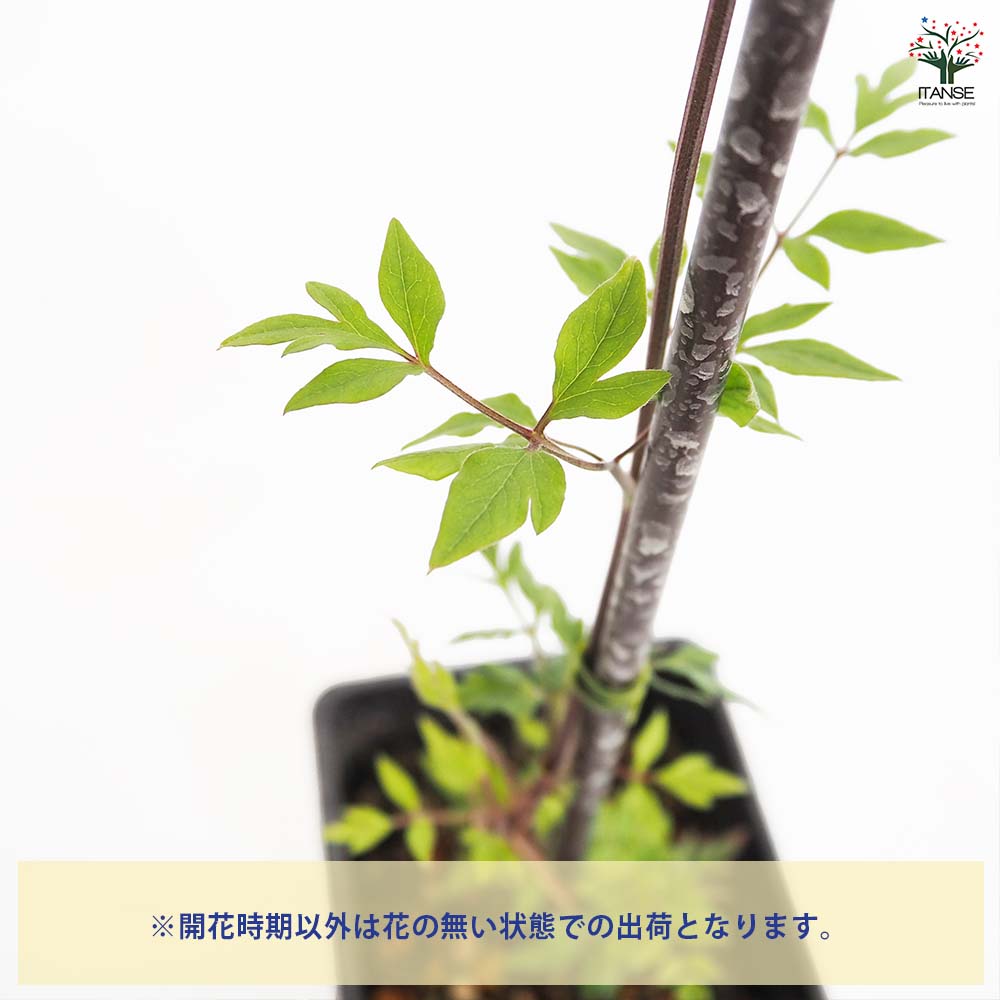 クレマチス 流星 【花苗 4号／1個売り】｜ 【植物のITANSE】全品