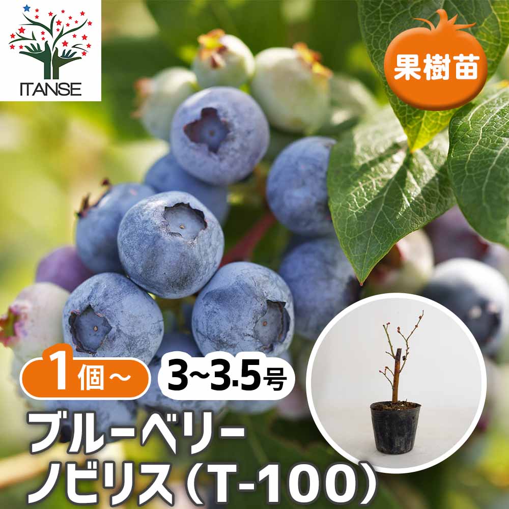 ブルーベリー ノビリス(T-100) 【果樹の苗 3～3.5号】｜ 【植物の