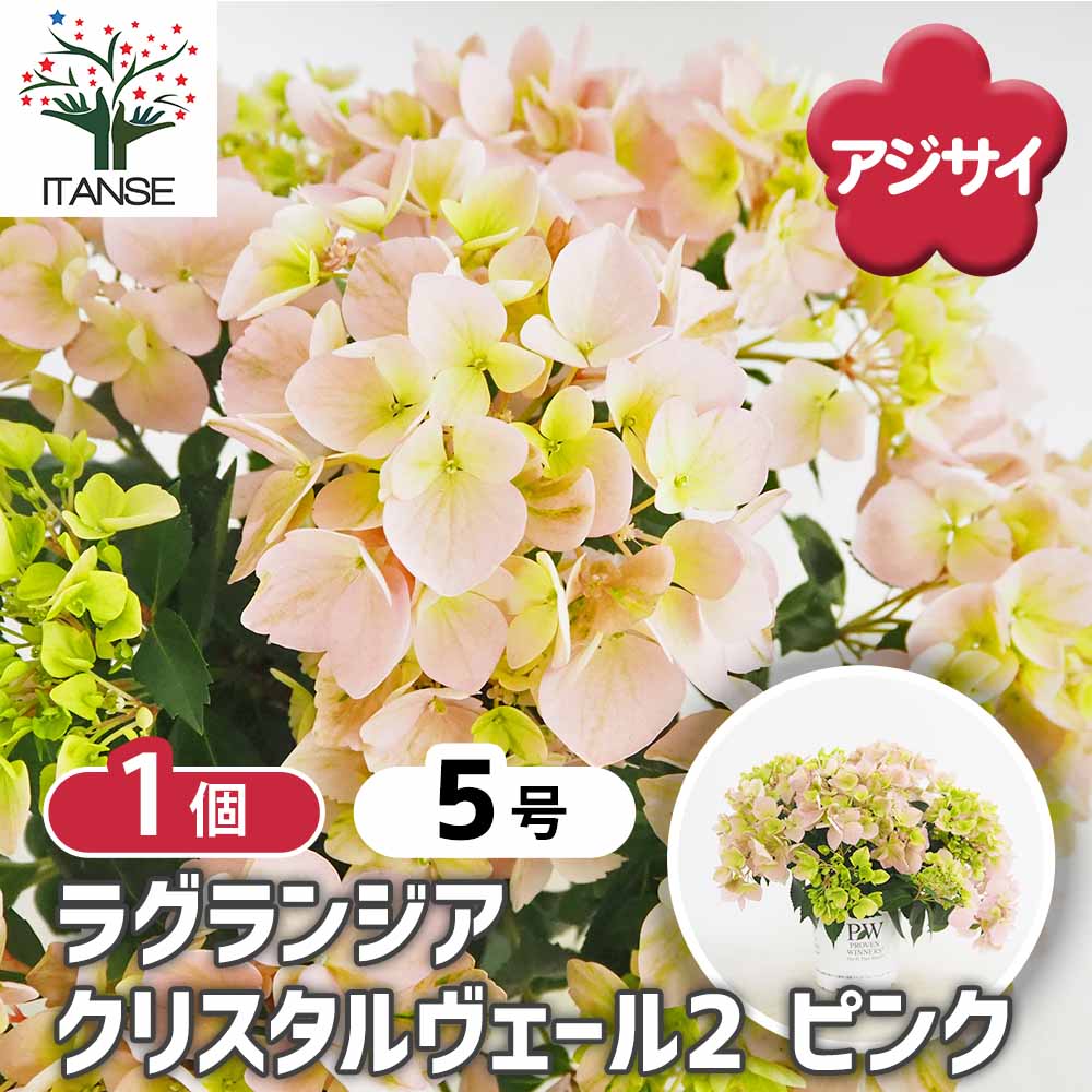 ラグランジア クリスタルヴェール2 ピンク 【花苗 5号／1個売り