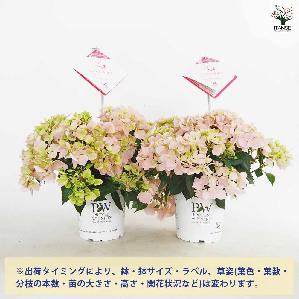 ラグランジア クリスタルヴェール2 ピンク 【花苗 5号／1個売り