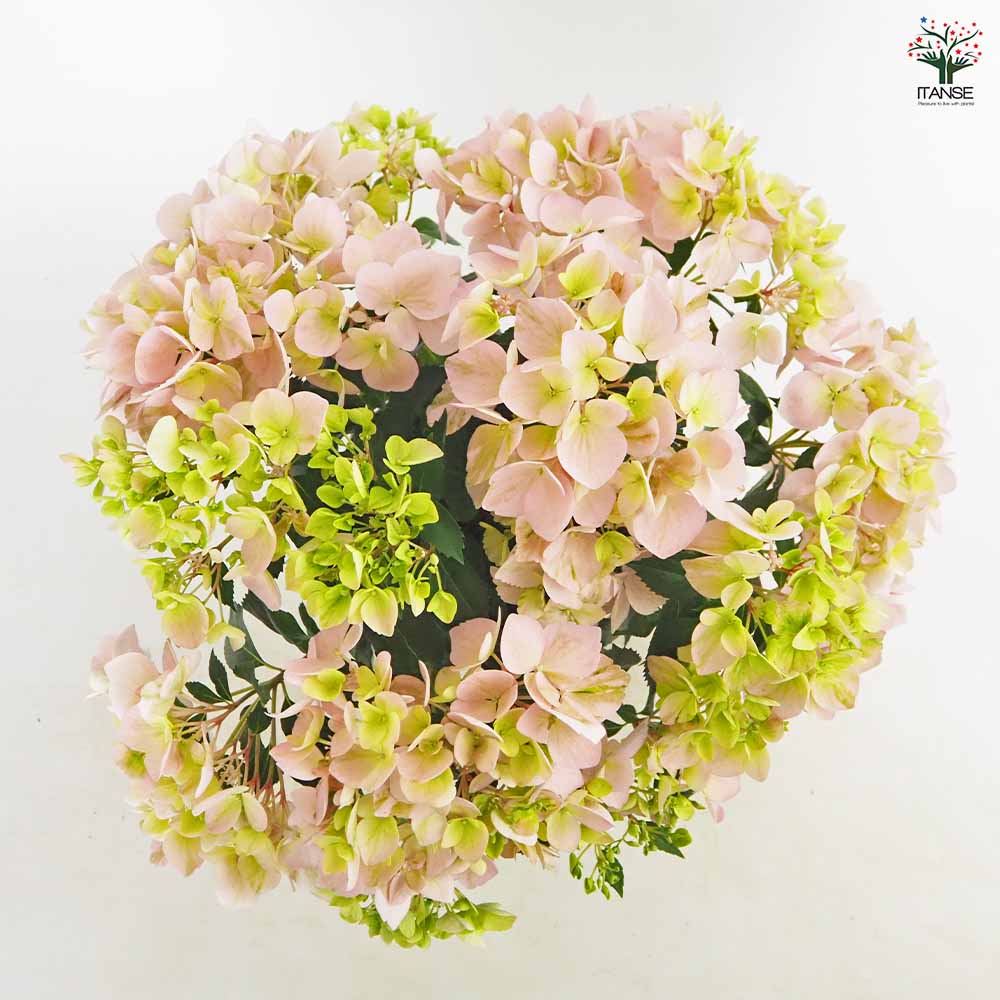 お花の苗　ブルーピンク　黄色 楽天市場】ビオラ 苗 ブルー〜パープル〜ピンク系 青花 紫花 ピンク花