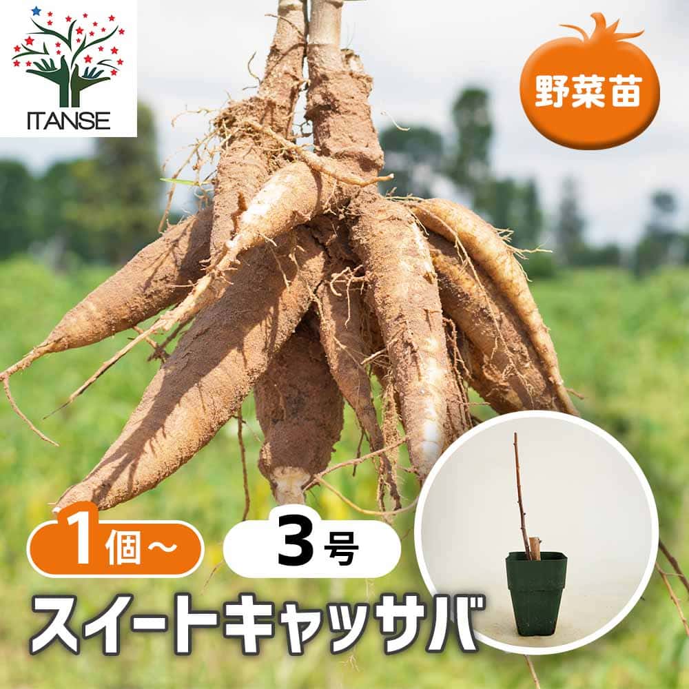 スイートキャッサバ 【野菜の苗 3号】｜ 【植物のITANSE】全品