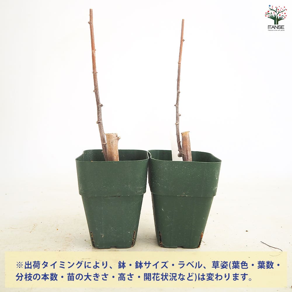 スイートキャッサバ 【野菜の苗 3号】｜ 【植物のITANSE】全品