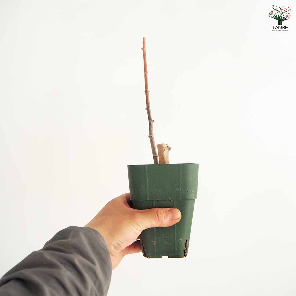 スイートキャッサバ 【野菜の苗 3号】｜ 【植物のITANSE】全品