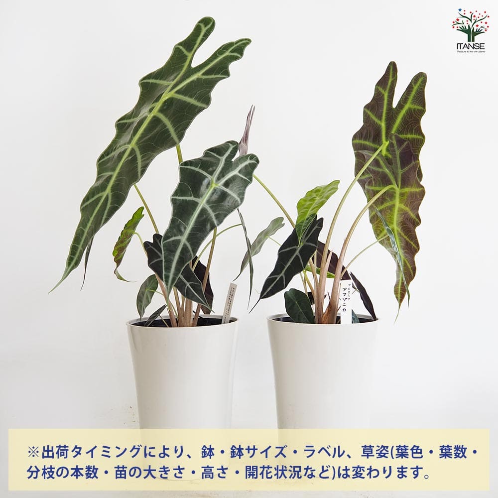 アロカシア アマゾニカ 【観葉植物 6号／1個売り】｜ 【植物の