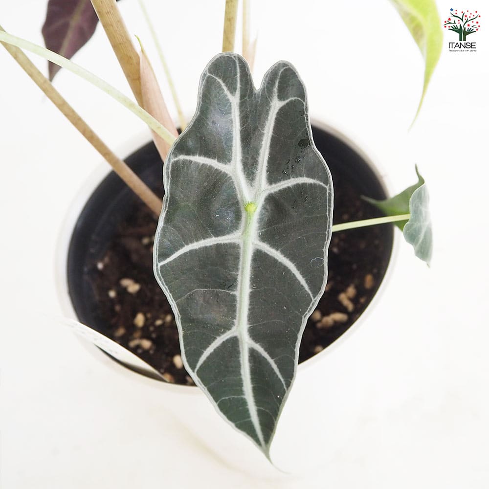 アロカシア アマゾニカ 【観葉植物 6号／1個売り】｜ 【植物の
