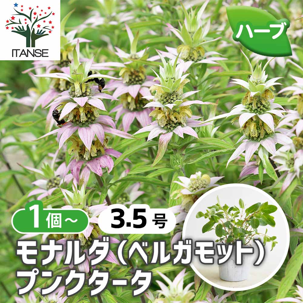 ベルガモット(モナルダ) プンクタータ 【ハーブの苗 3.5号】｜ 【植物