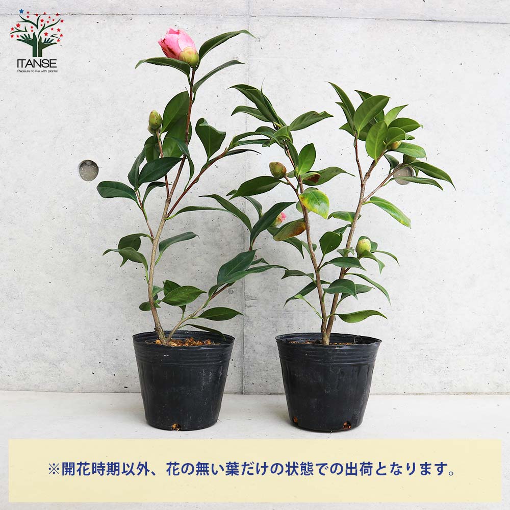椿(ツバキ)の苗木 品種:西王母(セイオウボ)【庭木 4号ポット苗