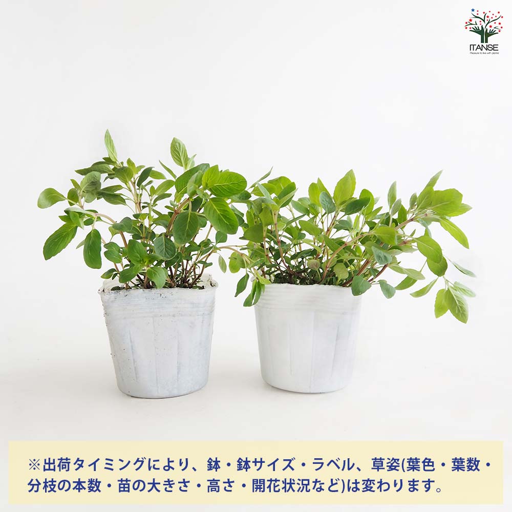 ベルガモット(モナルダ) プンクタータ 【ハーブの苗 3.5号】｜ 【植物
