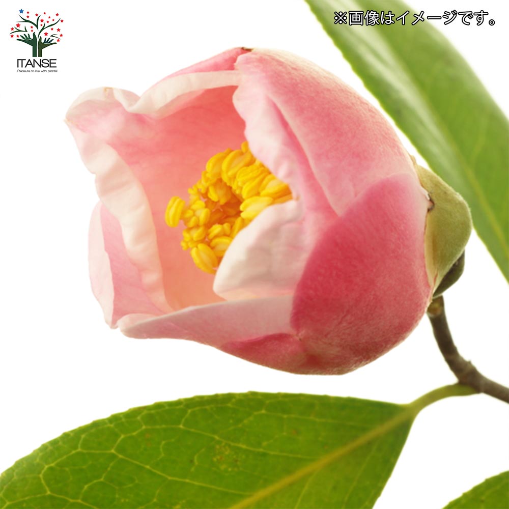 日野西王母　ひのせいおうぼ　椿 椿(ツバキ)の苗木 品種:西王母(セイオウボ)【庭木 4号ポット苗
