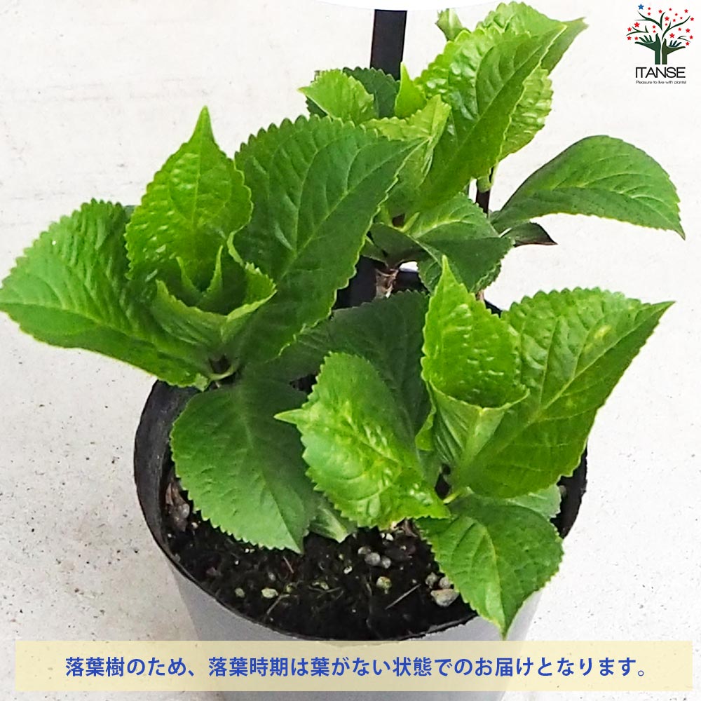 アジサイ ITANSEセレクション10品種各1個セット【花苗 3.5号
