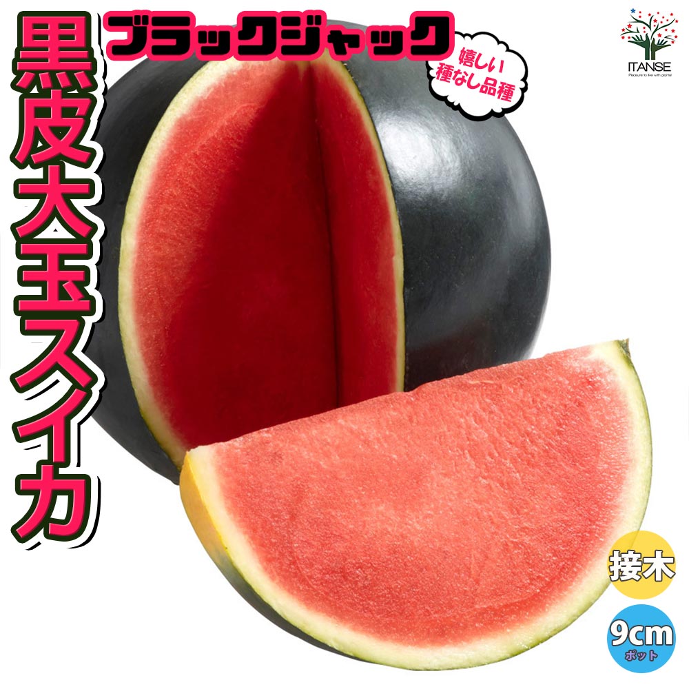 黒皮タネ無し大玉スイカ ブラックジャック 接ぎ木苗2個～【野菜