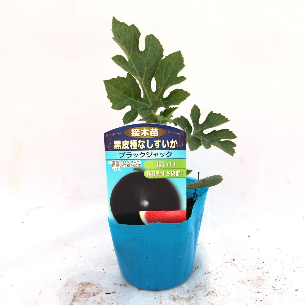 黒皮タネ無し大玉スイカ ブラックジャック 接ぎ木苗2個～【野菜 接木苗9cmポット】