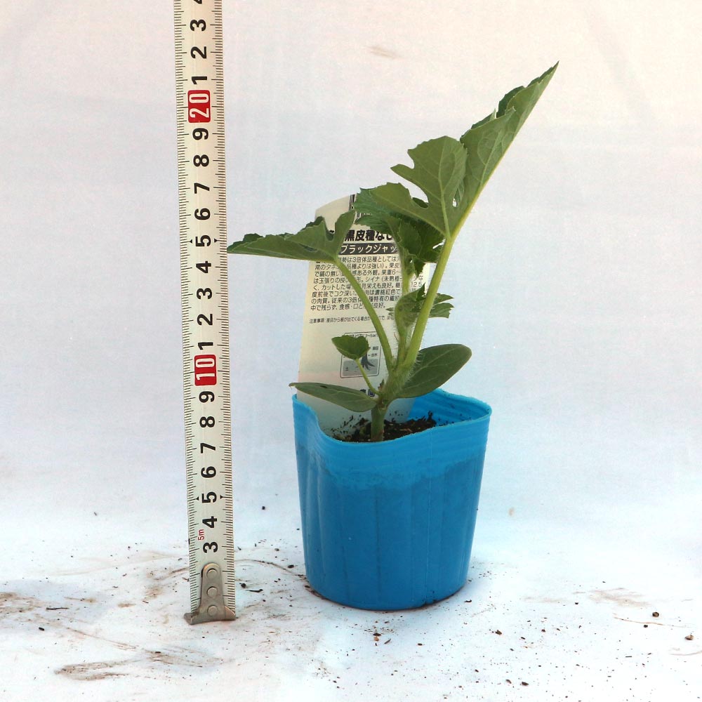 接木スイカ苗　35本 接木苗種なしスイカ35本