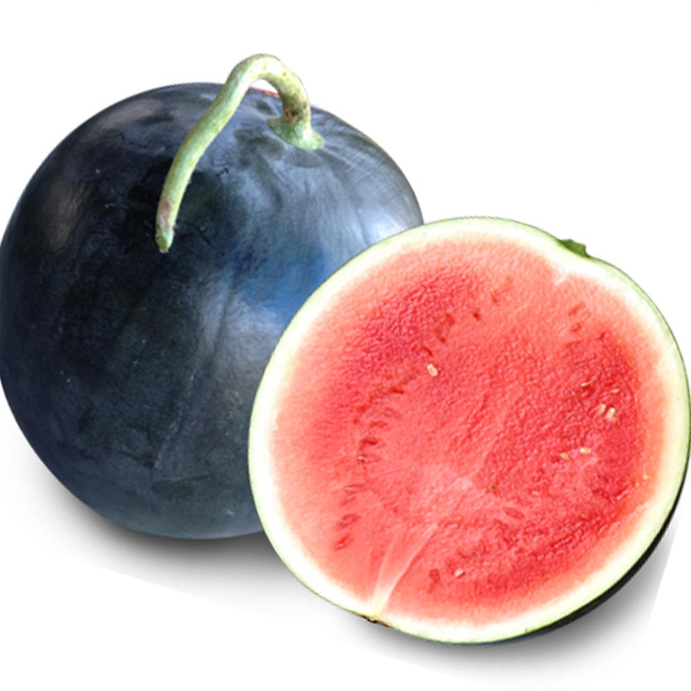 黒皮タネ無し大玉スイカ ブラックジャック 接ぎ木苗2個～【野菜 接木苗9cmポット】