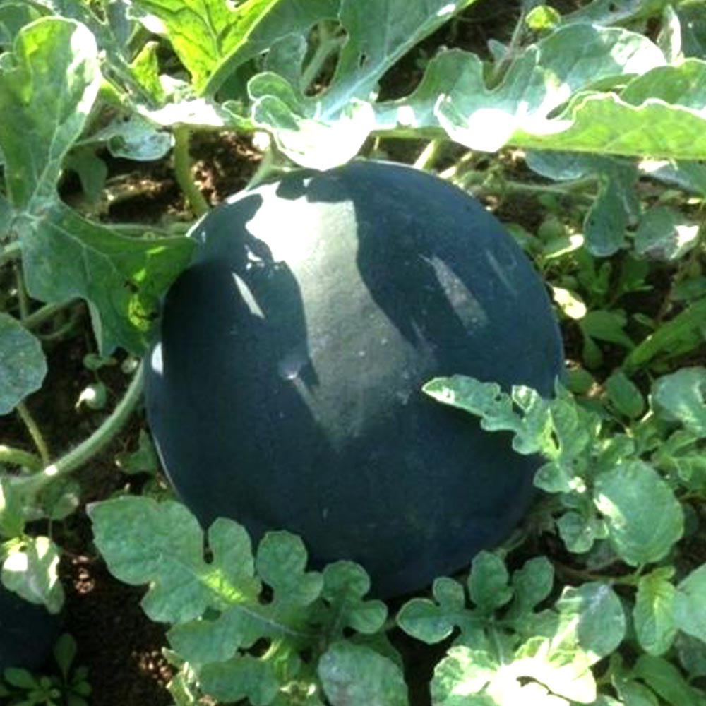 黒皮タネ無し大玉スイカ ブラックジャック 接ぎ木苗2個～【野菜 接木苗