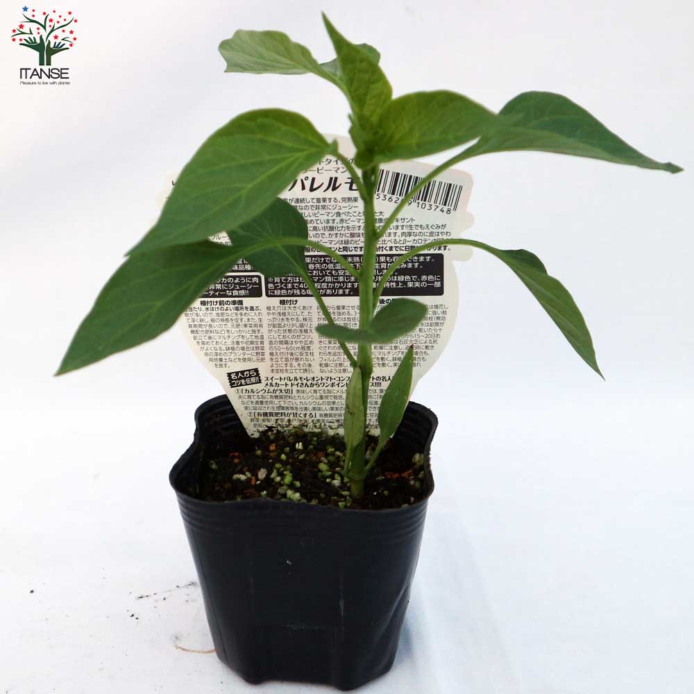 フルーティーピーマン・スイートパレルモ”チョコ”の苗2個～【野菜苗 10.5cmポット自根苗】
