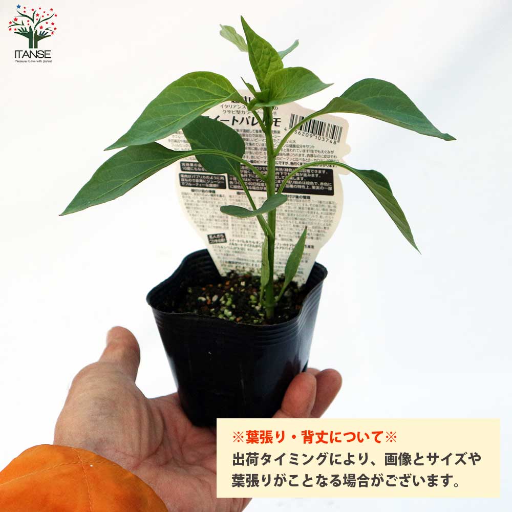 フルーティーピーマン・スイートパレルモ”チョコ”の苗2個～【野菜苗 10.5cmポット自根苗】