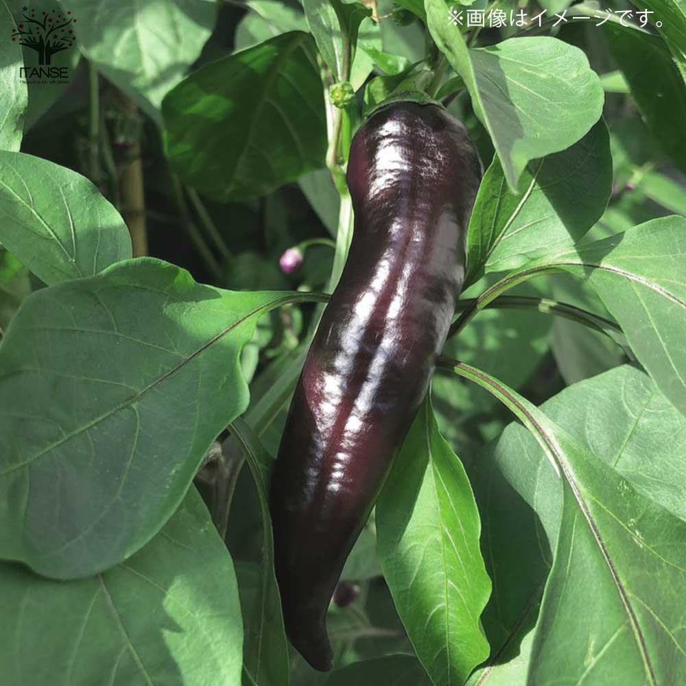 フルーティーピーマン・スイートパレルモ”チョコ”の苗2個～【野菜苗 10.5cmポット自根苗】