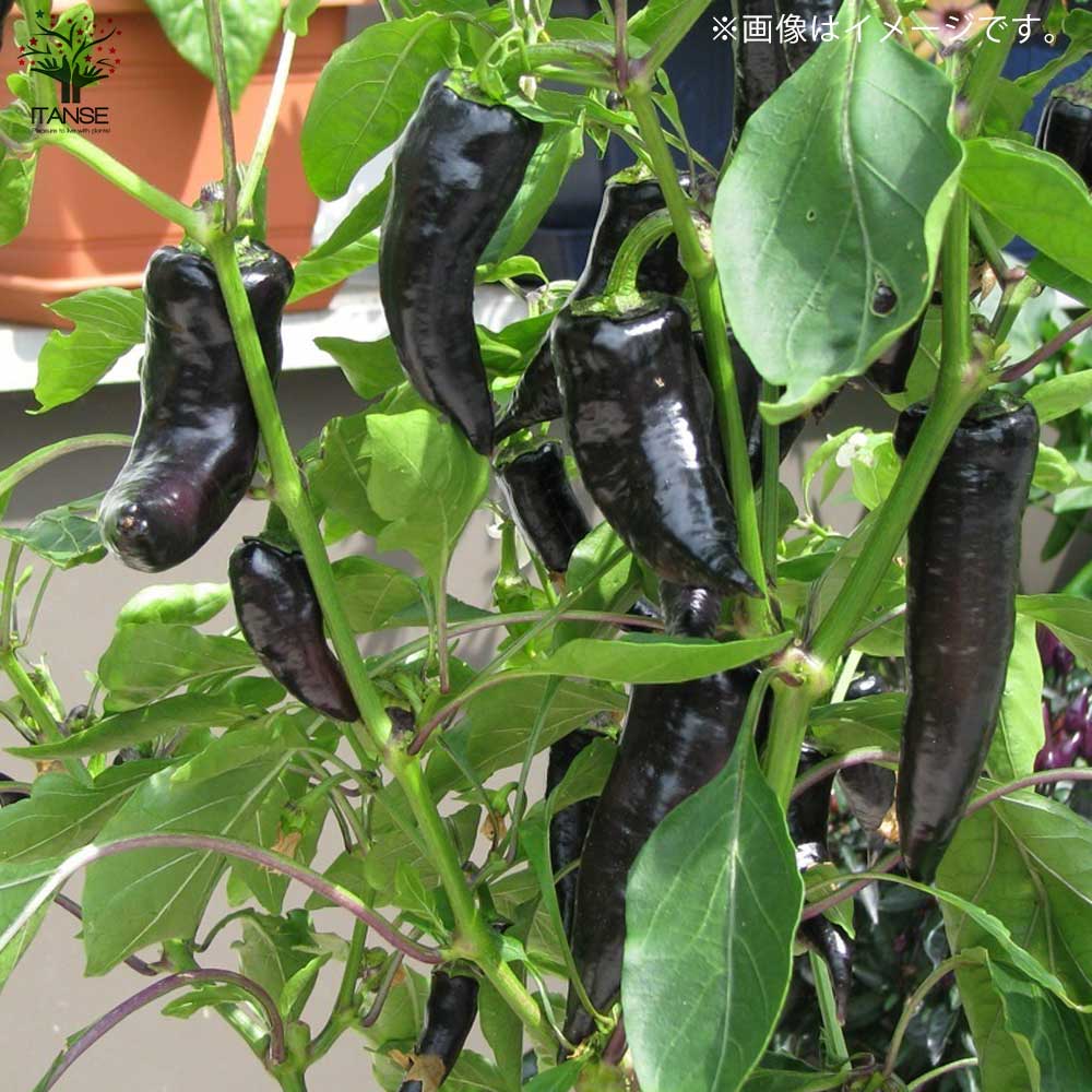 フルーティーピーマン・スイートパレルモ”チョコ”の苗2個～【野菜苗 10.5cmポット自根苗】