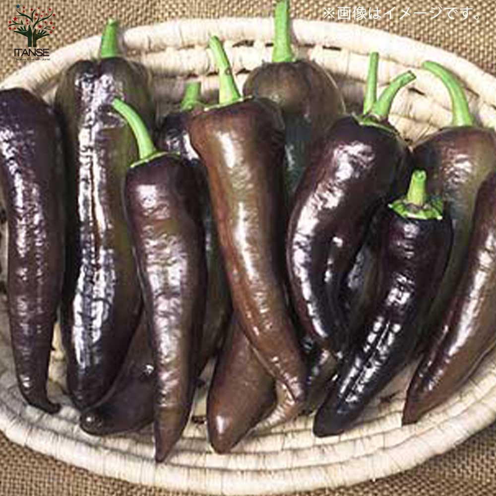 フルーティーピーマン・スイートパレルモ”チョコ”の苗2個～【野菜苗 10.5cmポット自根苗】