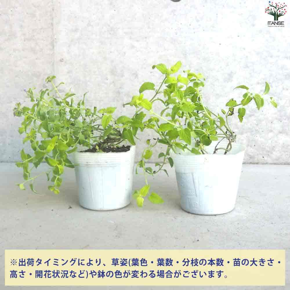 カラミンサ ネペタ ライムミント 【花苗 3.5cmポット】｜ 【植物