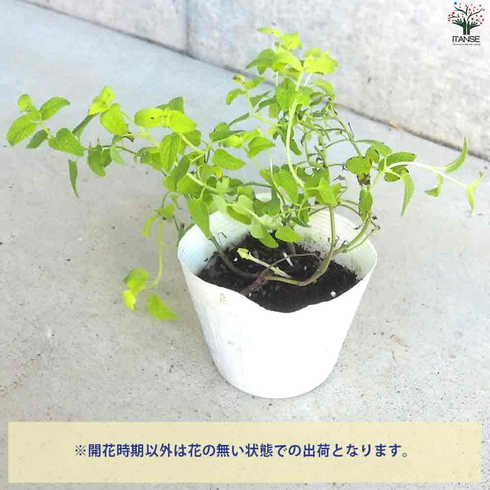 カラミンサ ネペタ ライムミント 【花苗 3.5cmポット】｜ 【植物