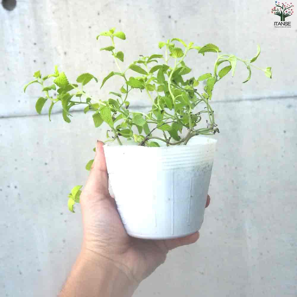 カラミンサ ネペタ ライムミント 【花苗 3.5cmポット】｜ 【植物の