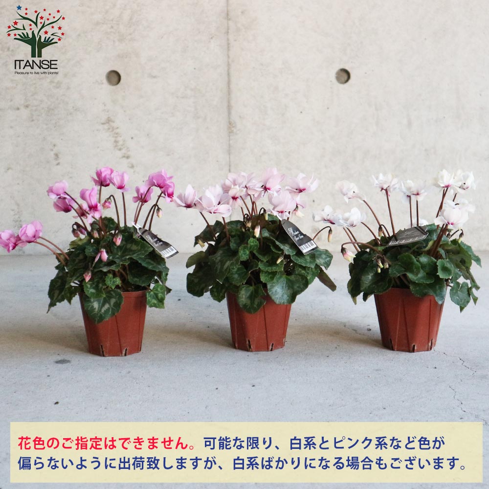 八重咲きガーデンシクラメン スクリュースター2個～【花苗 3.5号鉢