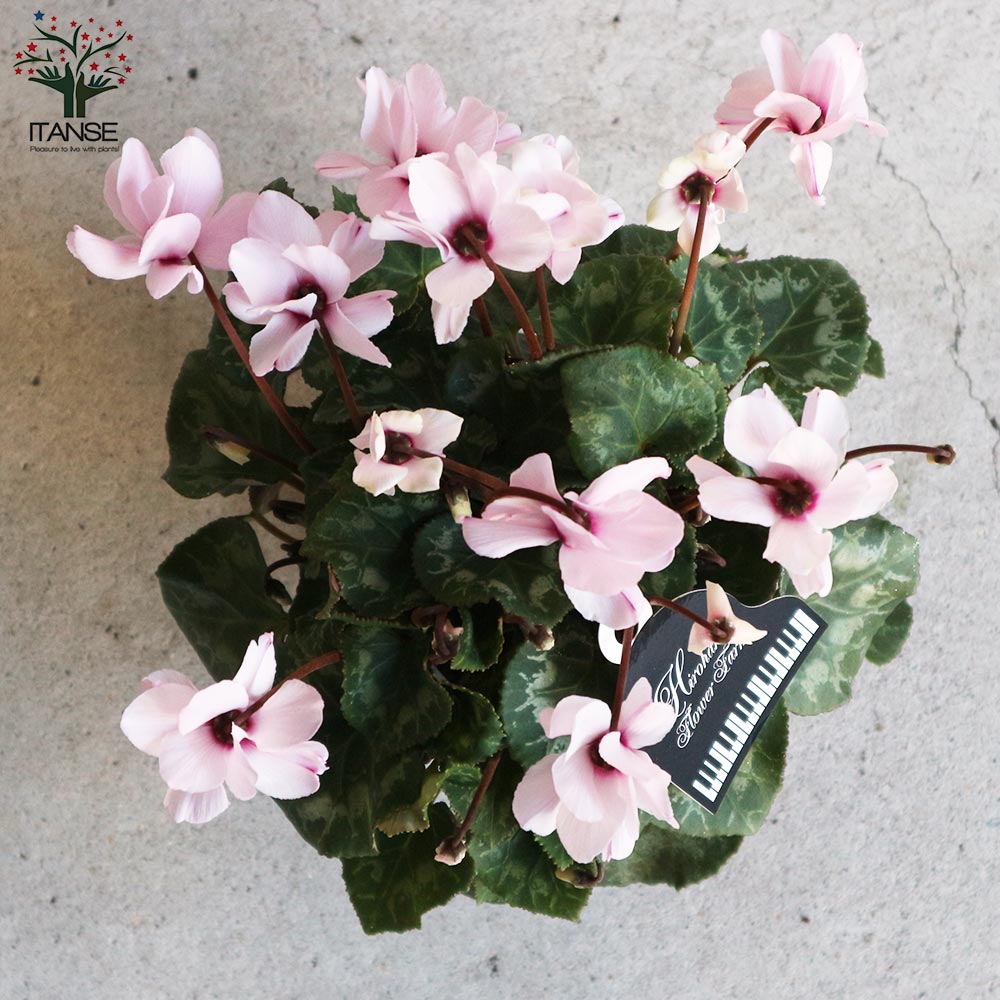 八重咲きガーデンシクラメン スクリュースター2個～【花苗 3.5号