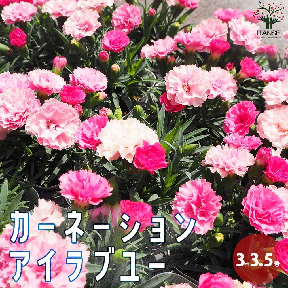 カーネーション アイラブユー3～3.5号