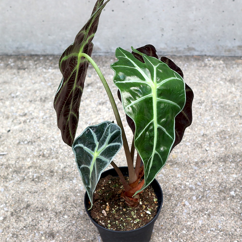 アロカシア　アマゾニカ　オーレア 楽天市場】【ポイント2倍☆マラソン期間】アロカシア アマゾニカ 観葉